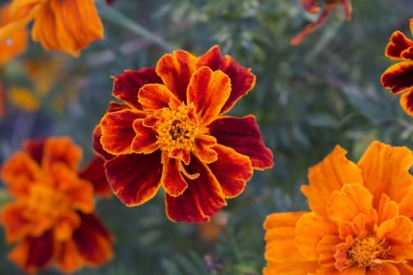 Yangın kırmızı sonbahar çiçekleri Tagetes Patula.