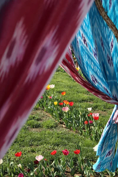 Blomma tulpaner scen inramad av etniska uzbekiska vävnader Stockfoto