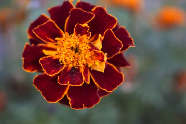 Primer Plano Fuego Rojo Otoño Flor Tagetes Patula Fondo Perfecto Fotos de stock