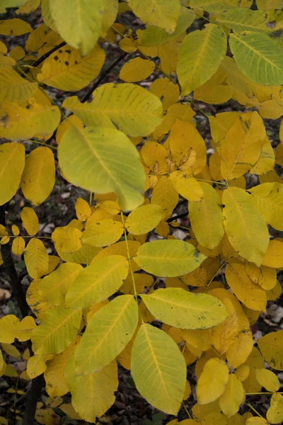 Primer plano verde amarillo hojas de otoño . Fotos de stock