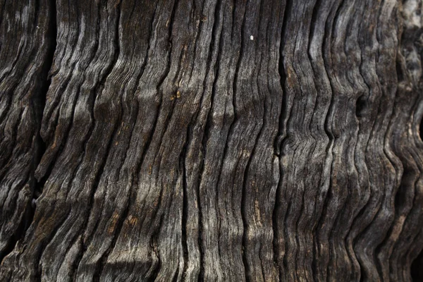 Mörk grå brun bark grunge konsistens. Royaltyfria Stockbilder