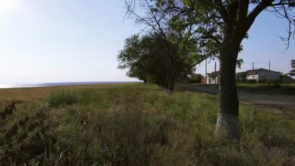 Полет Над Полем Пшеницей Украинская Деревня — стоковое видео