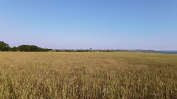 Vuelo Sobre Campo Con Trigo Pueblo Ucraniano — Vídeos de Stock