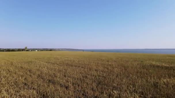 Buğdaylı Bir Tarlanın Üzerinden Uçuş Ukrayna Köyü — Stok video