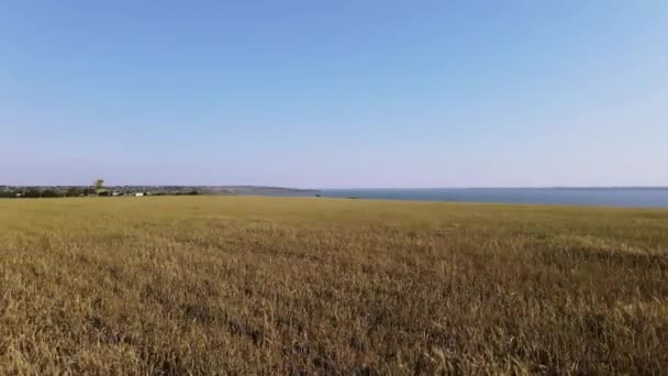 Vuelo Sobre Campo Con Trigo Pueblo Ucraniano — Vídeos de Stock