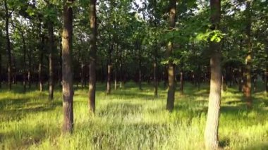 Yaz Ormanı üzerinde uçuş. Orman rezervi. Hava Görünümü