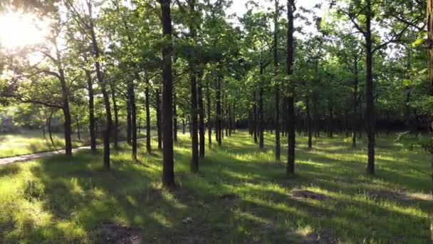 Survol de la forêt d'été. Réserve forestière. Vue Aérienne