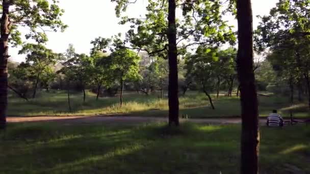 Survol de la forêt d'été. Réserve forestière. Vue Aérienne