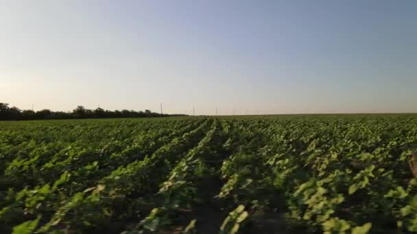 Prati Con Grano Vista Aerea Volo Sul Villaggio Ucraino — Video Stock