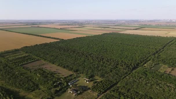 Vuelo Sobre Bosque Verano Reserva Forestal Vista Aérea — Vídeos de Stock