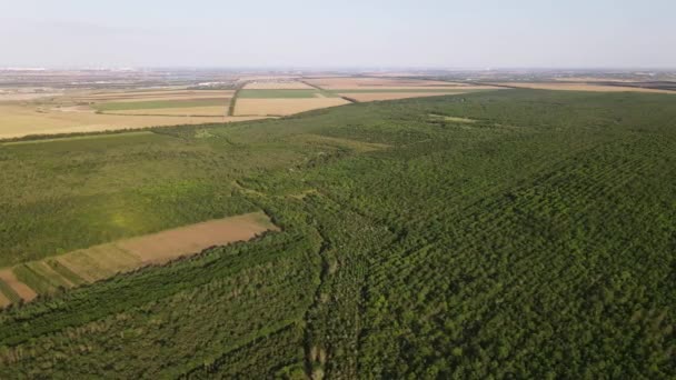 Flug Über Den Sommerwald Waldschutzgebiet Luftaufnahme — Stockvideo