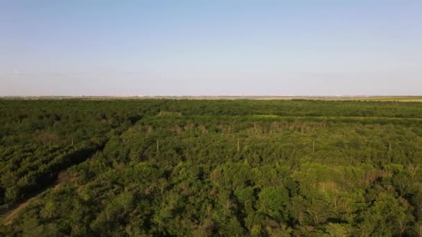 Vuelo Sobre Bosque Verano Reserva Forestal Vista Aérea — Vídeos de Stock