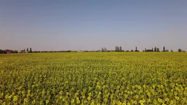 Campi Con Girasoli Raccolta Vista Aerea — Video Stock