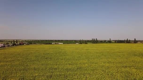 Campos Con Girasoles Cosecha Vista Aérea — Vídeos de Stock