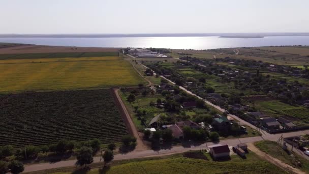 Campos Con Girasoles Cosecha Vista Aérea — Vídeos de Stock