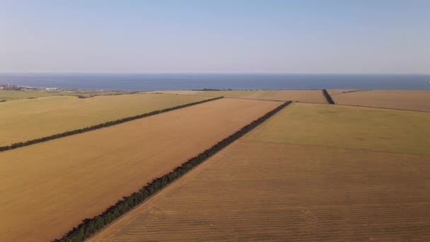 Pola Słoneczników Zbieram Plony Widok Powietrza — Wideo stockowe