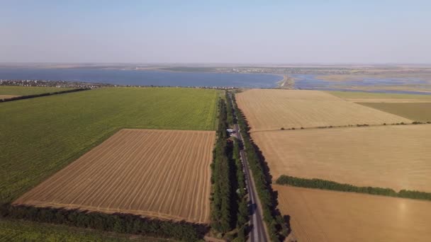 Campos Con Girasoles Cosecha Vista Aérea — Vídeo de stock