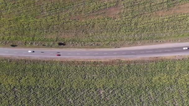 Campos Con Girasoles Cosecha Vista Aérea — Vídeo de stock