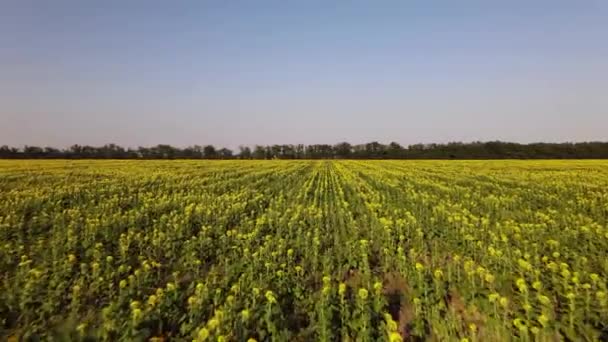 Felder Mit Sonnenblumen Ernten Luftaufnahme — Stockvideo