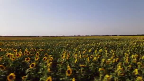 Felder Mit Sonnenblumen Ernten Luftaufnahme — Stockvideo