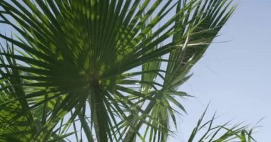 Bahçedeki Tropik Bitkiler. Tatil zamanı. Yeşil Arkaplan