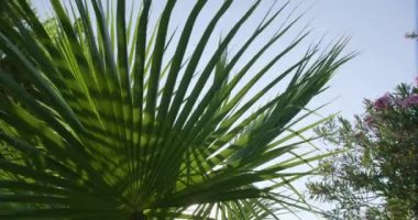 Bahçedeki Tropik Bitkiler. Tatil zamanı. Yeşil Arkaplan