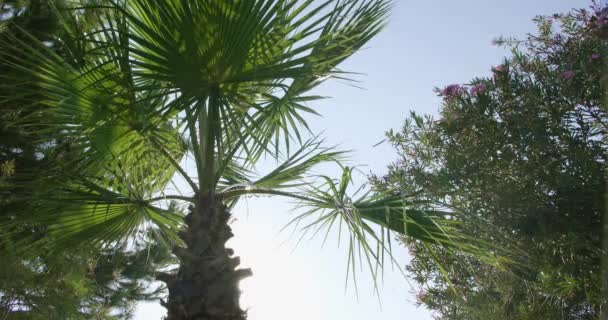 Bahçedeki Tropik Bitkiler Tatil Zamanı Yeşil Arkaplan — Stok video