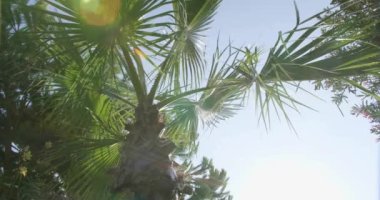 Bahçedeki Tropik Bitkiler. Tatil zamanı. Yeşil Arkaplan