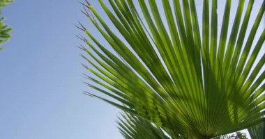 Bahçedeki Tropik Bitkiler. Tatil zamanı. Yeşil Arkaplan