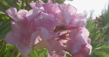 Bahçedeki Tropik Bitkiler. Tatil zamanı. Yeşil Arkaplan