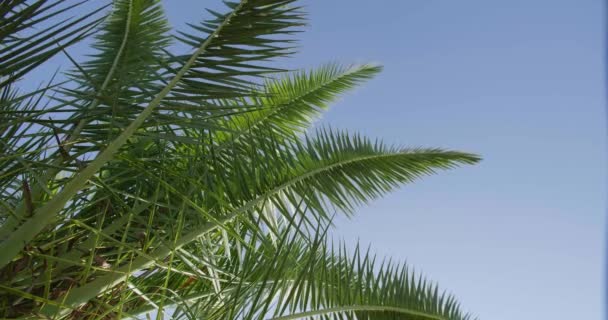 Tropische Planten Tuin Vakantie Tijd Groene Achtergrond — Stockvideo
