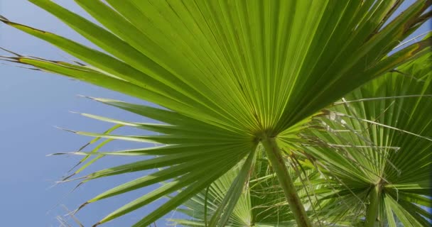 Tropische Planten Tuin Vakantie Tijd Groene Achtergrond — Stockvideo