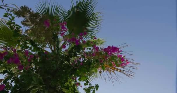 Plantes tropicales dans le jardin. Temps de vacances. Contexte vert