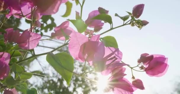 Tropické Rostliny Zahradě Čas Dovolenou Zelené Pozadí — Stock video