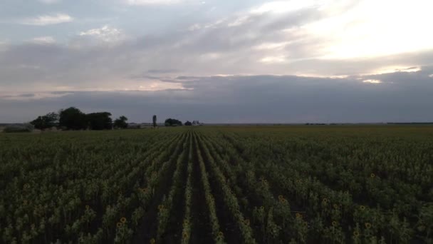 Sonnenblumenfelder Der Dämmerung Luftaufnahme — Stockvideo