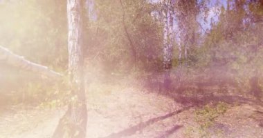 Şafakta Sonbahar Ormanı. Bitkiler yakın plan. Sonbahar Hareketleri. Güneşli Arkaplan