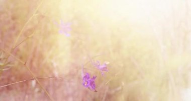 Şafakta Sonbahar Ormanı. Bitkiler yakın plan. Sonbahar Hareketleri. Güneşli Arkaplan