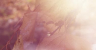 Şafakta Sonbahar Ormanı. Bitkiler yakın plan. Sonbahar Hareketleri. Güneşli Arkaplan