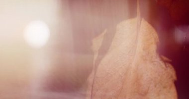 Şafakta Sonbahar Ormanı. Bitkiler yakın plan. Sonbahar Hareketleri. Güneşli Arkaplan