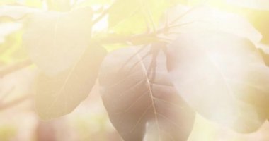 Şafakta Sonbahar Ormanı. Bitkiler yakın plan. Sonbahar Hareketleri. Güneşli Arkaplan