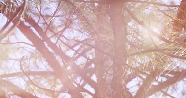 Efterårsskoven Ved Dawn Planter Nærbillede Efterårsmotiver Solrig Baggrund – Stock-video
