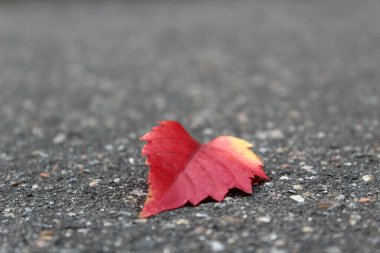 Gri asfaltta düşen kırmızı bir yaprak.