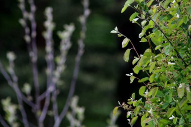 Çiçek açan elma ağacının arkaplanı.