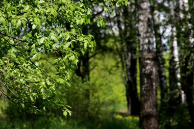 Yeşil çalılıklarda orman yolu.