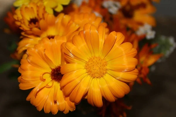 Bright Sunny Flowers Orange Marigolds — Stock Photo, Image