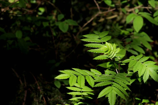 Bosque Camino Matorral Verde — Foto de Stock