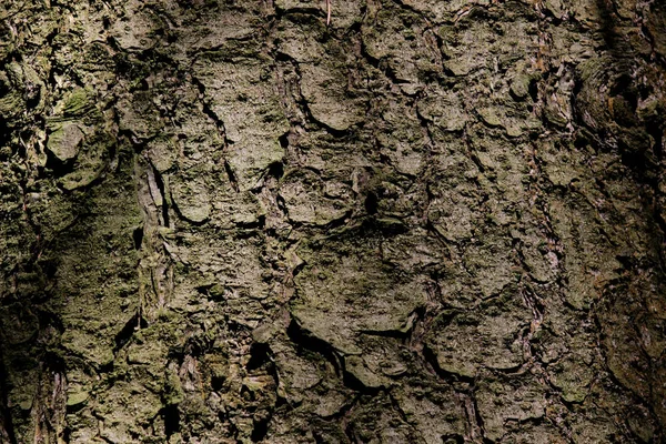 Route Forestière Dans Bosquet Vert — Photo