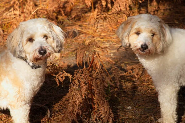 Terriers tibétains jouant aux fougères — Photo