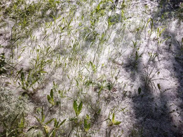 White Fluffy Poplar Fluff Creeps Plants Meadow — Stock Photo, Image