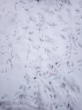 Kış mevsiminde beyaz kar üzerinde çeşitli küçük ve büyük kuşların izleri..